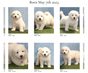 Great Pyrenees Puppy for sale in LAKOTA, IA, USA