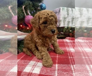 Cavapoo Puppy for sale in SPRINGFIELD, MO, USA