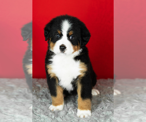 Medium Photo #38 Bernese Mountain Dog Puppy For Sale in MILLERSBURG, IN, USA