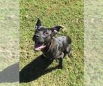 MILO - Male Mutt Dog for Adoption - Small photo