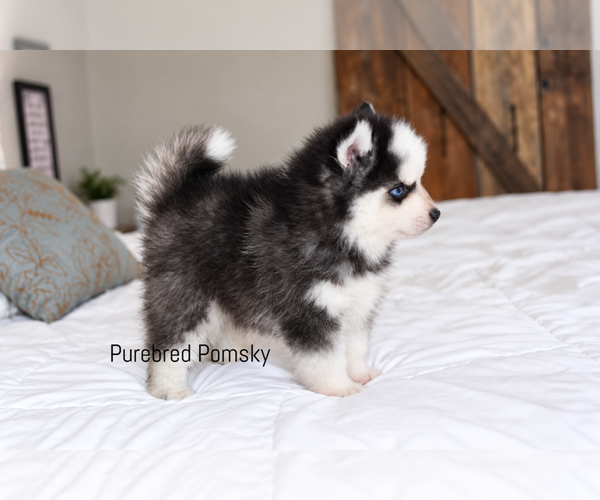 Medium Photo #3 Pomsky Puppy For Sale in KANSAS CITY, MO, USA