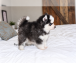 Binx Teacup - Male Pomsky Puppy for Sale - Photo #3