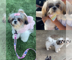 Mother of the Shih Tzu puppies born on 07/26/2025