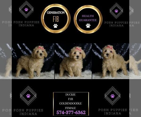 Medium Photo #65 Goldendoodle (Miniature) Puppy For Sale in WARSAW, IN, USA