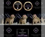 Small #4 Goldendoodle (Miniature)