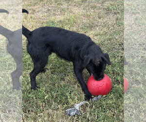 Fletch - Male Mutt Dog for Adoption - Photo #5