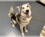 Small Siberian Husky