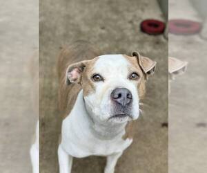 Mutt Dogs for adoption in Crete, IL, USA