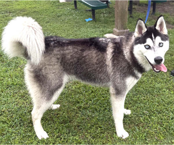 Medium Photo #2 Siberian Husky Puppy For Sale in Carrollton, TX, USA