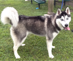 Small #1 Siberian Husky