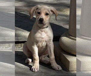 German Shepherd Dog-Unknown Mix Dogs for adoption in Lakewood, CO, USA