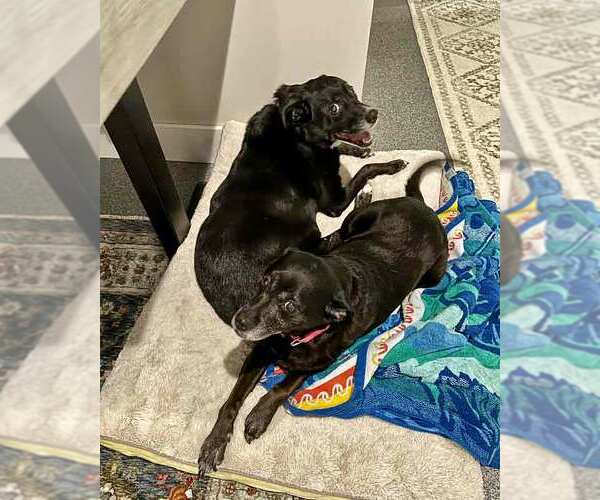 Medium Photo #4 Labrador Retriever-Unknown Mix Puppy For Sale in Kennesaw, GA, USA