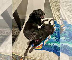 Boomer - Male Labrador Retriever-Unknown Mix Dog for Adoption - Photo #4