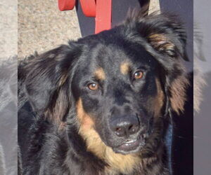 Bernese Mountain Dog-Unknown Mix Dogs for adoption in Huntley, IL, USA