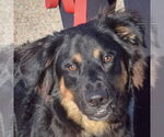 Small Bernese Mountain Dog Mix
