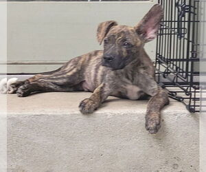 American Pit Bull Terrier-Labrador Retriever Mix Dogs for adoption in Chester, VA, USA