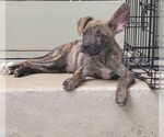 Small American Pit Bull Terrier-Labrador Retriever Mix