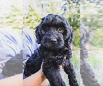 Small #1 Bernedoodle (Miniature)