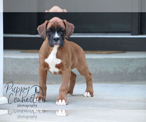 Boxer Puppy for sale in SHIPSHEWANA, IN, USA