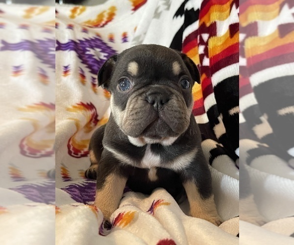 Medium Photo #1 French Bulldog Puppy For Sale in BRUNSWICK, MO, USA