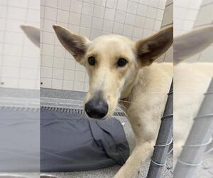 Carolina Dog-Unknown Mix Dogs for adoption in Pasadena, TX, USA