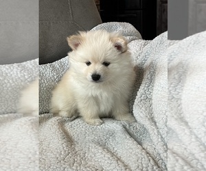 Pomsky Dog for Adoption in PERRYVILLE, Missouri USA