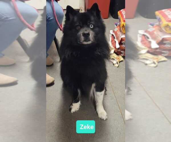 Medium Photo #2 - Mix Puppy For Sale in Richmond, IN, USA