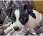 Small #3 Chihuahua Mix