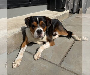 Mutt Dogs for adoption in Tarrytown, GA, USA