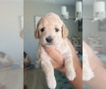 Puppy Puppy 1 Poodle (Toy)
