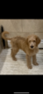 Puppy 0 Poodle (Standard)-Spinone Italiano Mix