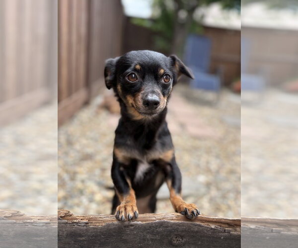 Medium Photo #2 Chiweenie Puppy For Sale in Davis, CA, USA