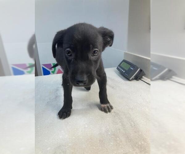 Medium Photo #1 Labrador Retriever-Unknown Mix Puppy For Sale in Baytown, TX, USA