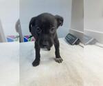 Small Labrador Retriever Mix