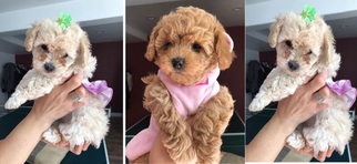 Poodle (Miniature) Puppy for sale in THORNTON, CO, USA