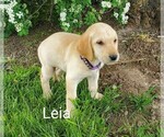 Small Photo #4 Labrador Retriever Puppy For Sale in CATO, NY, USA