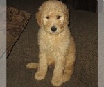 Small Photo #3 Goldendoodle Puppy For Sale in LINCOLN, AL, USA