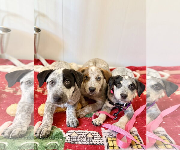 Medium Photo #6 Mutt Puppy For Sale in West Cornwall, CT, USA