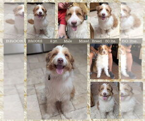 Bordoodle Dogs for adoption in Mesa, AZ, USA
