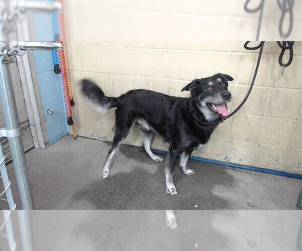 Medium Photo #1 Border Collie-Unknown Mix Puppy For Sale in Downey, CA, USA