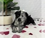 Small #4 Australian Cattle Dog-Miniature Australian Shepherd Mix