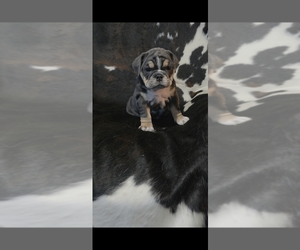 Medium Photo #2 English Bulldog Puppy For Sale in ARGYLE, TX, USA