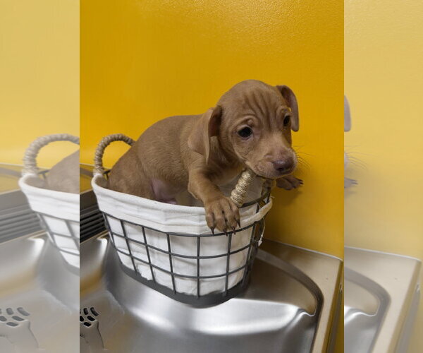 Medium Photo #3 Chihuahua-Unknown Mix Puppy For Sale in Munford, TN, USA