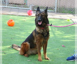 Harper - Female German Shepherd Dog Dog for Adoption - Photo #2
