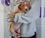Small #4 Catahoula Leopard Dog-Labrador Retriever Mix