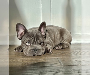 French Bulldog Puppy for sale in FRANKLIN, IN, USA