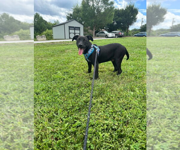 Medium Photo #3 Mutt Puppy For Sale in Candler, NC, USA