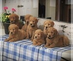 Small Photo #2 Goldendoodle Puppy For Sale in PARKESBURG, PA, USA