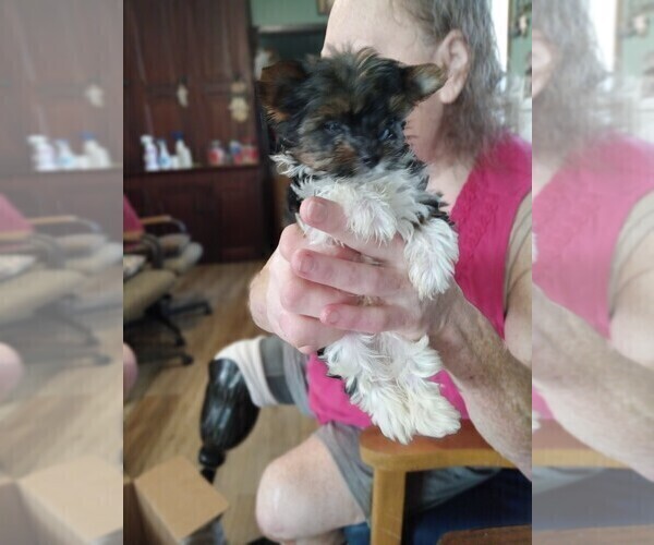 Medium Photo #2 Yorkshire Terrier Puppy For Sale in JAMAICA, IA, USA