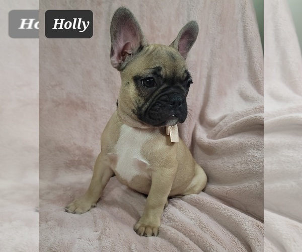 Medium Photo #6 French Bulldog Puppy For Sale in MINERAL WELLS, WV, USA